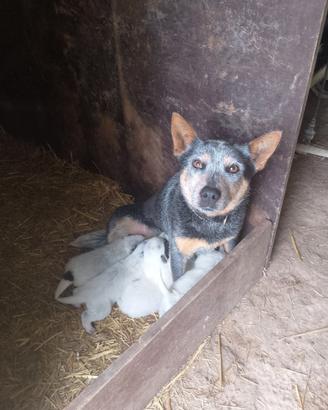 Australian cattle dog