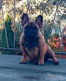 cucciolone bulldog francese 
