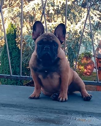 cucciolone bulldog francese 