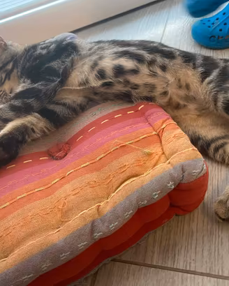 Gattini gattino