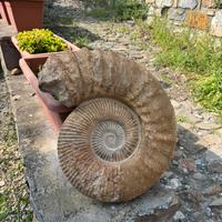 Grande Ammonite fossile naturale
