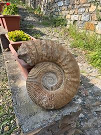 Grande Ammonite fossile naturale