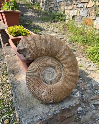 Grande Ammonite fossile naturale