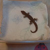 Lepidodactylus lugubris