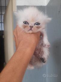 Gatto delle nevi