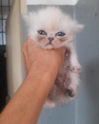 Gatto delle nevi