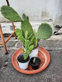 Piante di aloe, agavi, crassula e fichi d’india