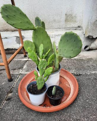 Piante di aloe, agavi, crassula e fichi d’india