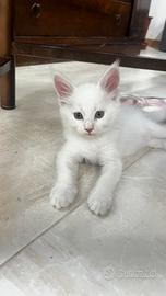 Maine coon prezzo speciale