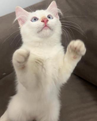 Ragdoll