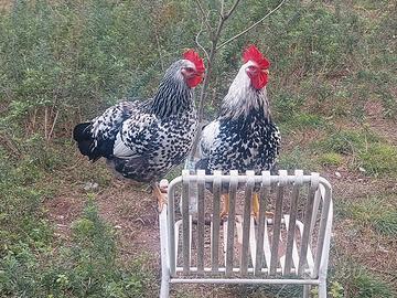 Coppia di Robusta Maculata - Razza ornamentale