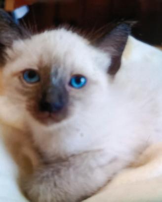 Dolcissima cucciola simil siamese