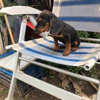 Beagle segugia