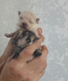Spitz volpino pomerania