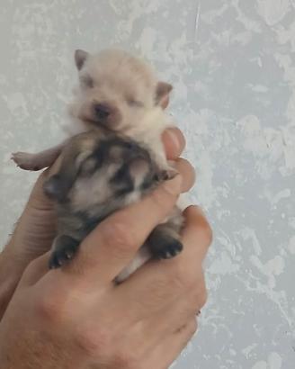 Spitz volpino pomerania