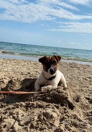Jack Russell terrier