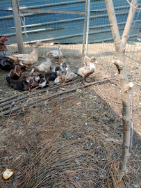 Anatroccoli di anatra muta