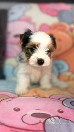 Biewer Yorkshire terrier