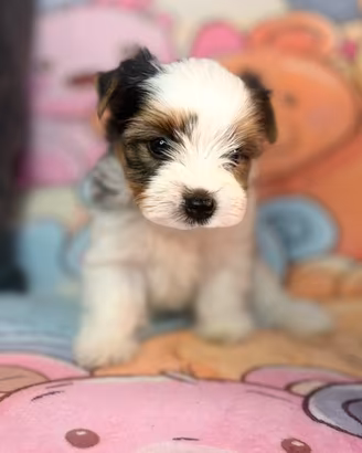 Biewer Yorkshire terrier