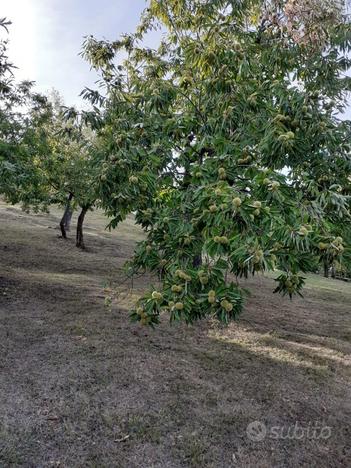 Terreno Castagneto Agricolo