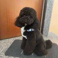 Accoppiamento Barboncino