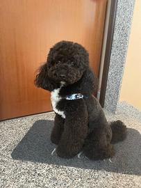 Accoppiamento Barboncino