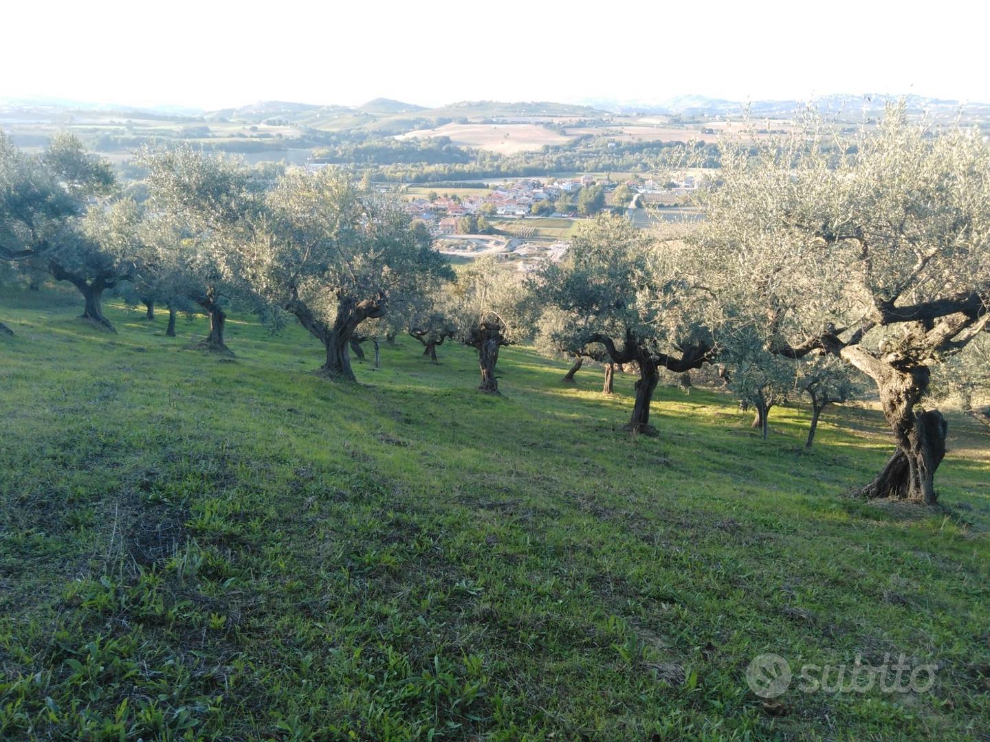 Rif. 223b terreno a moscufo - Altro