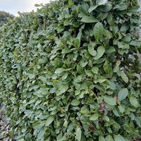 Piante da siepe Lauro 