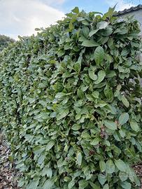 Piante da siepe Lauro 