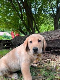 Labrador