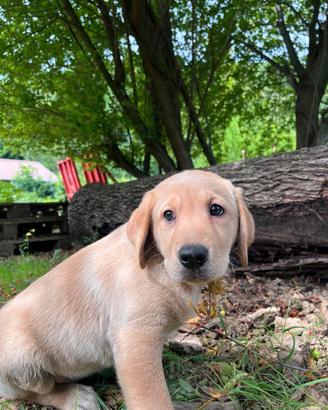 Labrador