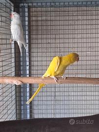 Pappagalli