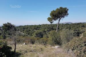 75 ettari di bosco RIBASSATO