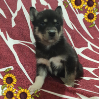 Husky con pedigree ENCI