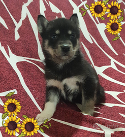 Husky con pedigree ENCI