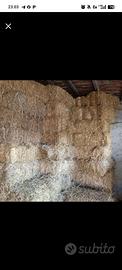 paglia di grano