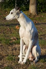 Maschio Whippet per accoppiamento