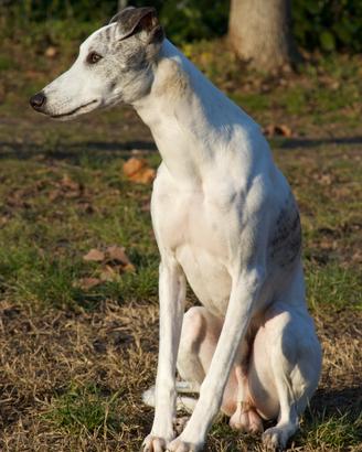 Maschio Whippet per accoppiamento