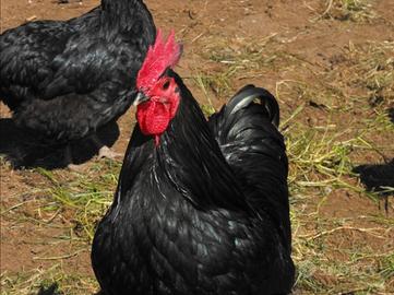 Gallo Australorp di razza pura