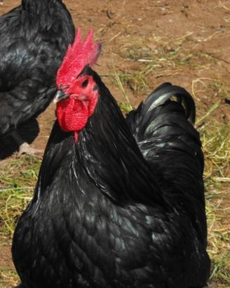 Gallo Australorp di razza pura