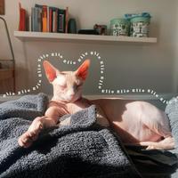 Gatto sphynix maschio castrato