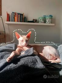 Gatto sphynix maschio castrato