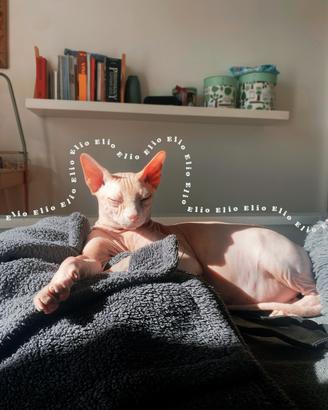 Gatto sphynix maschio castrato