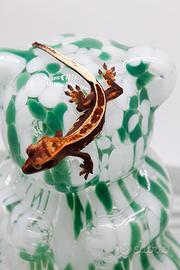 Geco ciliatus
