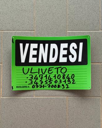 Terreno con uliveto a Campodimele (LT)