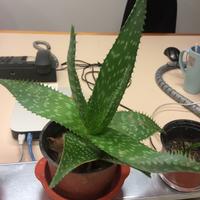 Pianta Aloe saponara