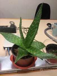 Pianta Aloe saponara