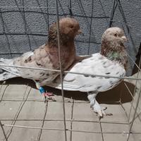 Capitombolanti di Baku