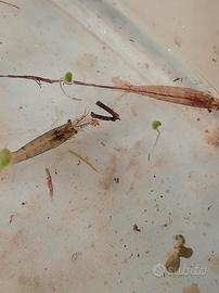 Gamberetti trasparenti 1 cm