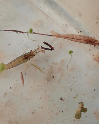 Gamberetti trasparenti 1 cm
